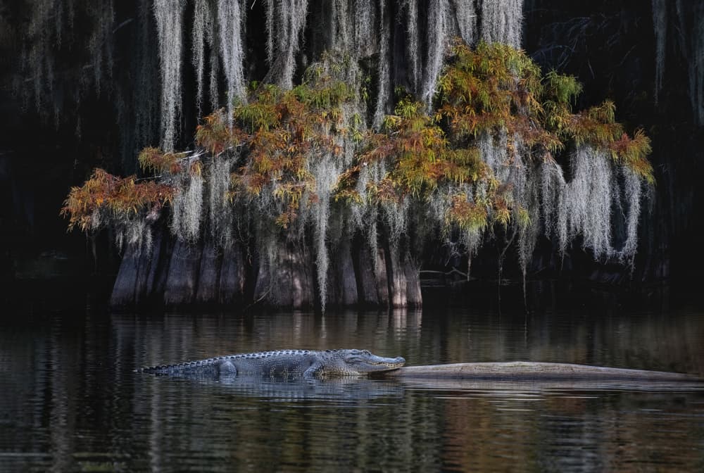 Alligator and Cypress Swamp by Larry Deng APA — canvas wall art
