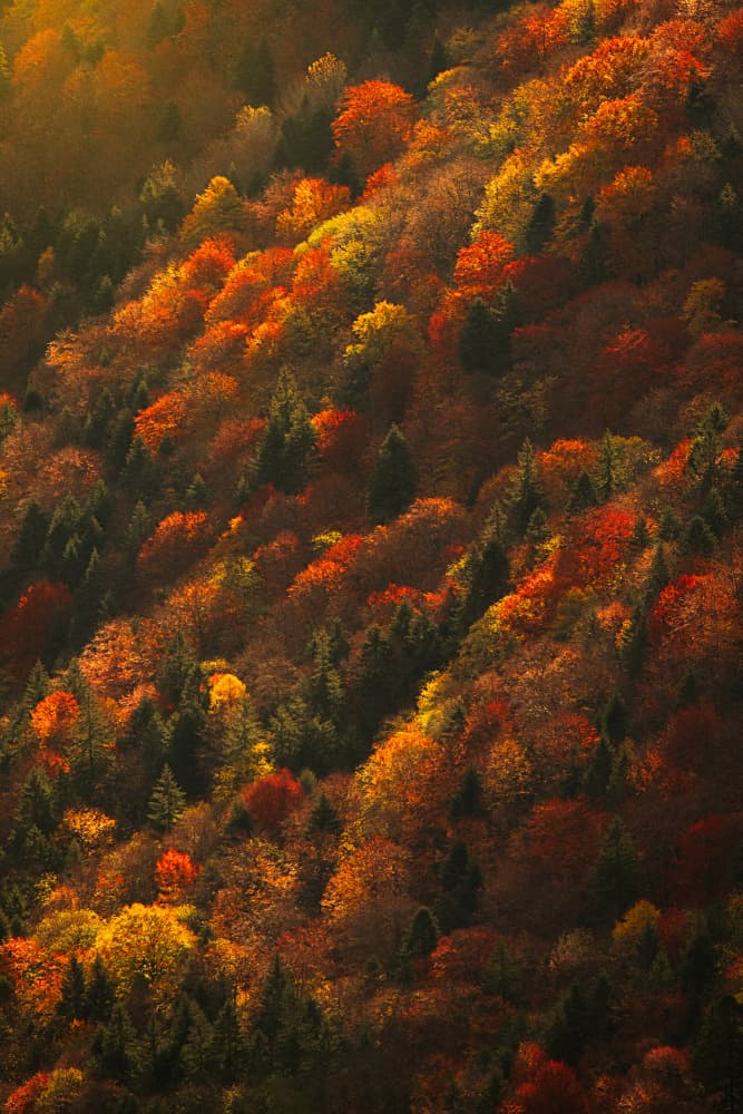 Vibrant Fall Forest by Vlad Paulet — canvas wall art
