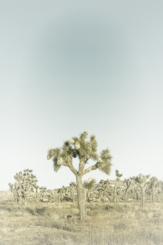 Joshua Tree Serenity by Melanie Viola — canvas wall art