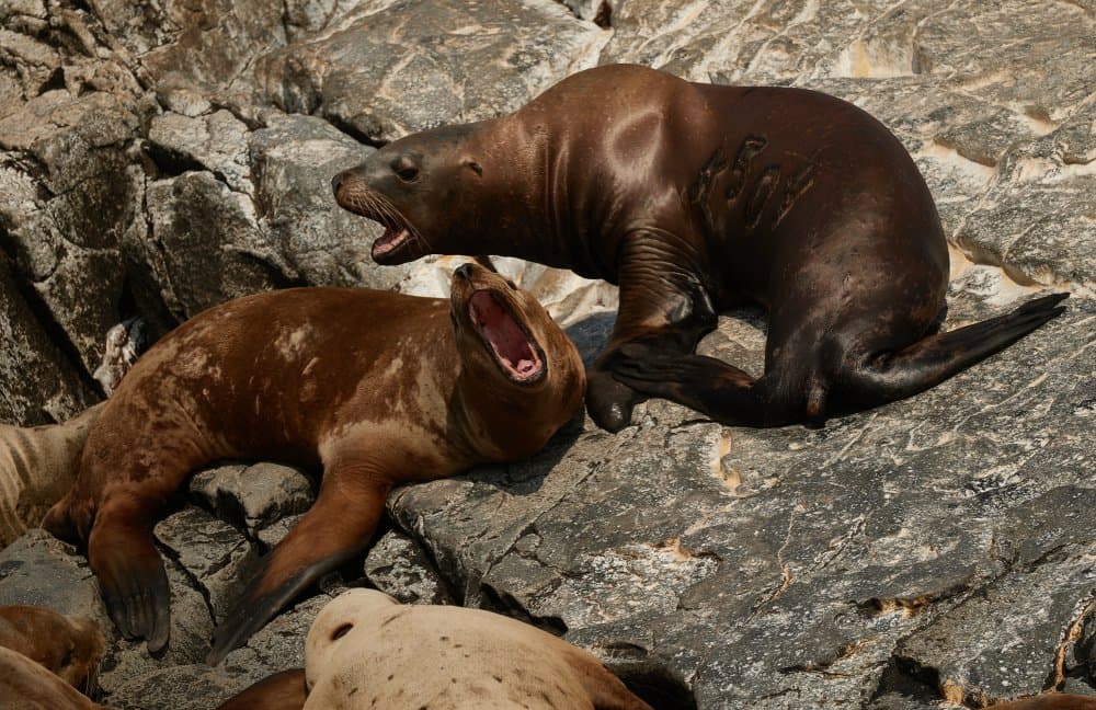 Coastal Sea Lions Yawning by Ivan A. Godovikov — canvas wall art