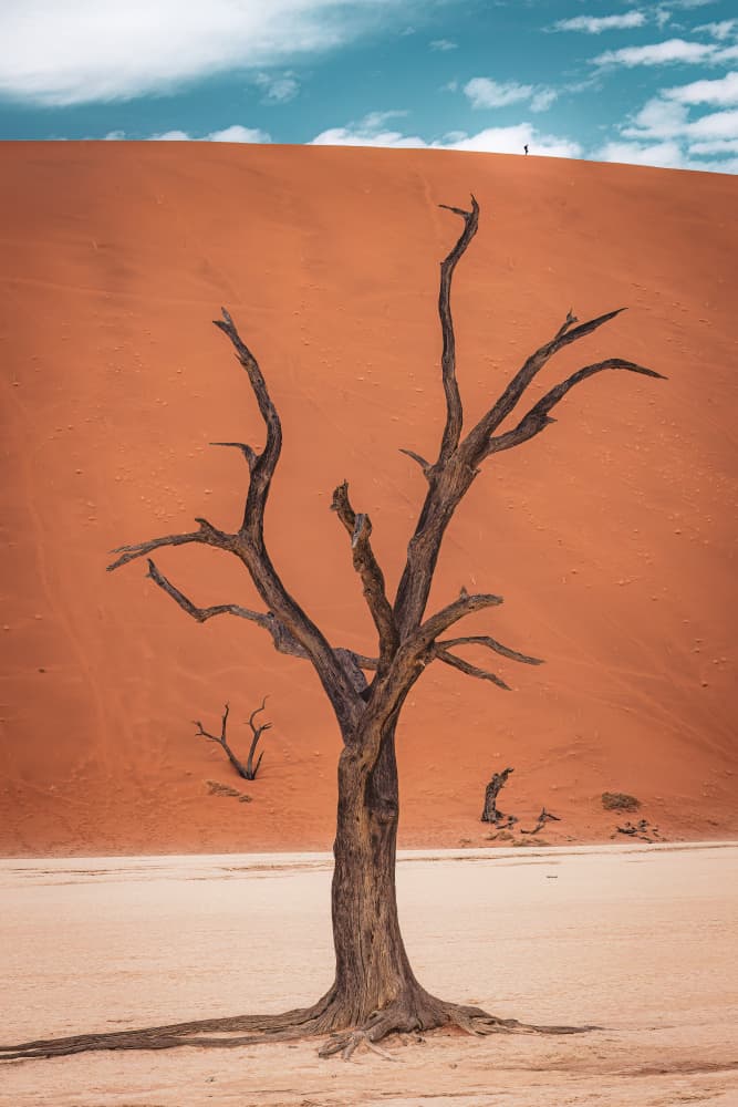 Red Dune Deadvlei Tree by Marco Tagliarino — canvas wall art