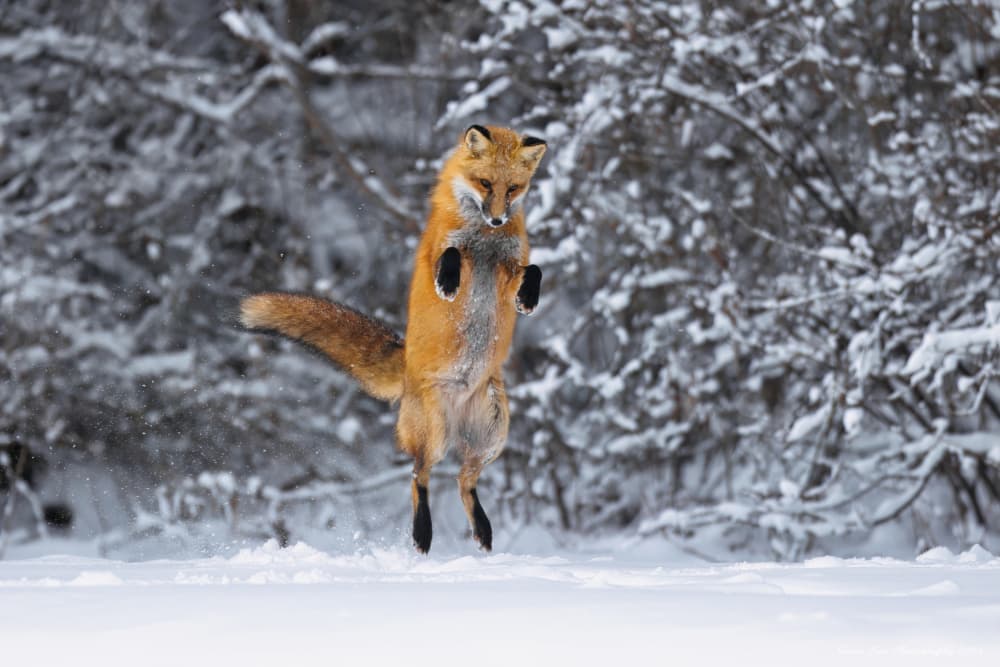 Red Fox Winter Jump by Gavin Lam — canvas wall art