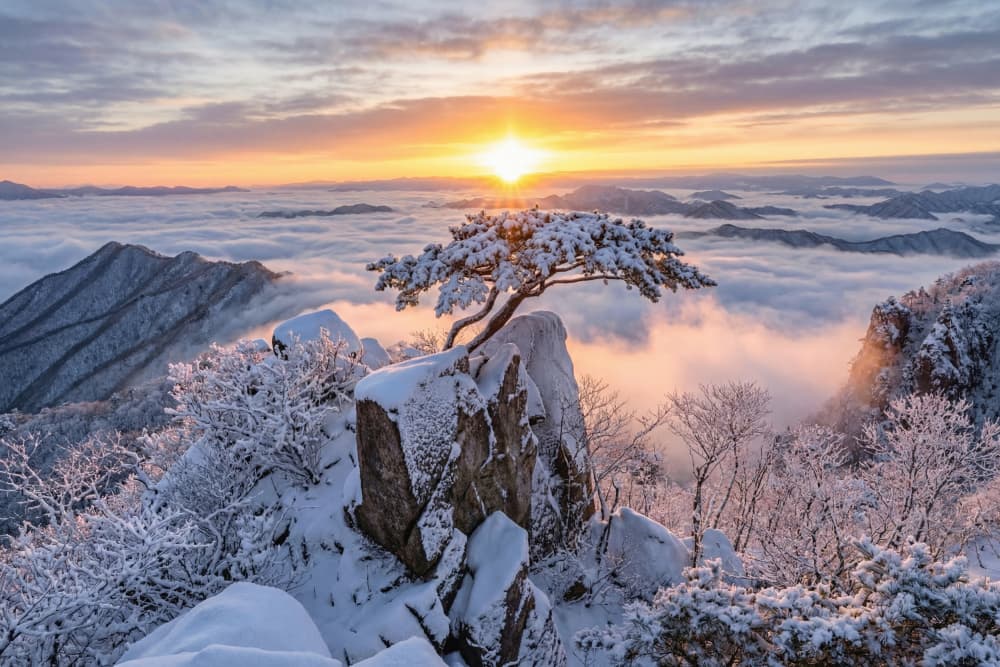 Pine Tree Winter Sunrise by Jaeyoun Ryu — canvas wall art