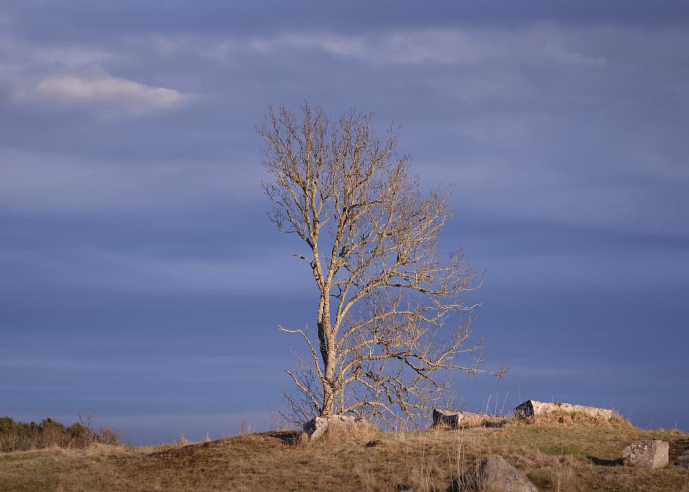Dramatic Winter Tree Sky by Hamed Bank — canvas wall art