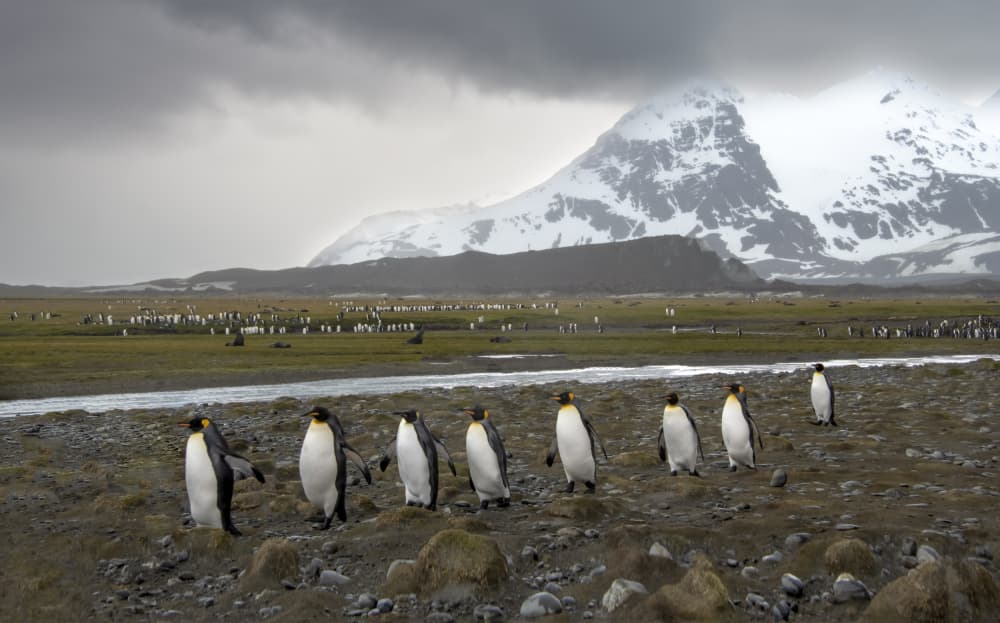 King Penguins Mountain Landscape by Jimmy Yang — canvas wall art