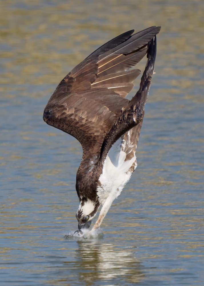 Osprey Fishing Dive by Johnny Chen — canvas wall art