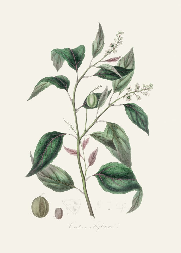 Purging Croton (croton Tiglium) Medical Botany by John Stephenson and James Morss Churchill — canvas wall art