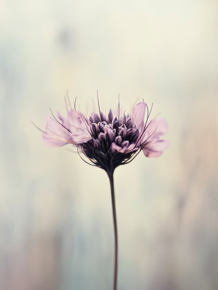 Whispering Petals by Treechild — canvas wall art