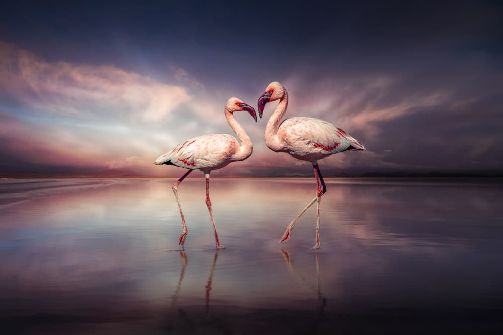 Romantic Flamingo Pair by Marcel Egger — canvas wall art