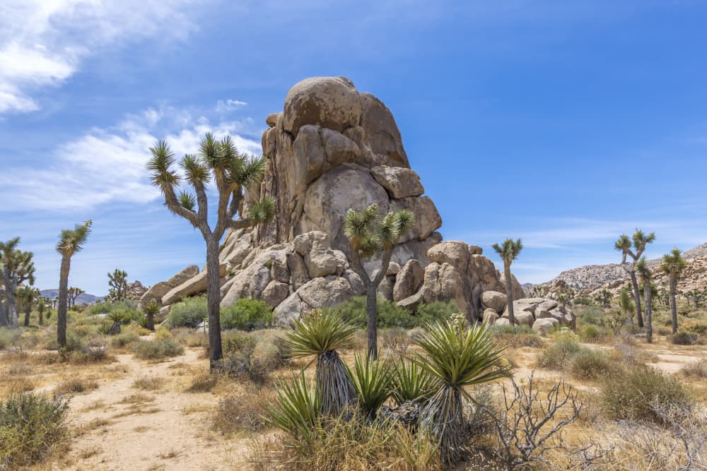 Joshua Tree Desert Landscape by Melanie Viola — canvas wall art