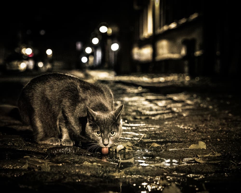Night Cat Drinking by Åsmund Kværnstrøm — canvas wall art