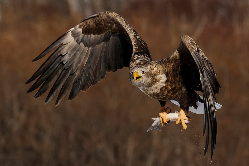Majestic Eagle Catches Fish by Libby Zhang — canvas wall art