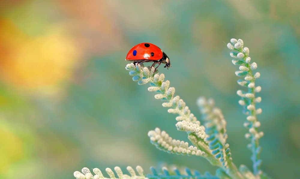 Vibrant Ladybug Perched by Thierry Dufour — canvas wall art