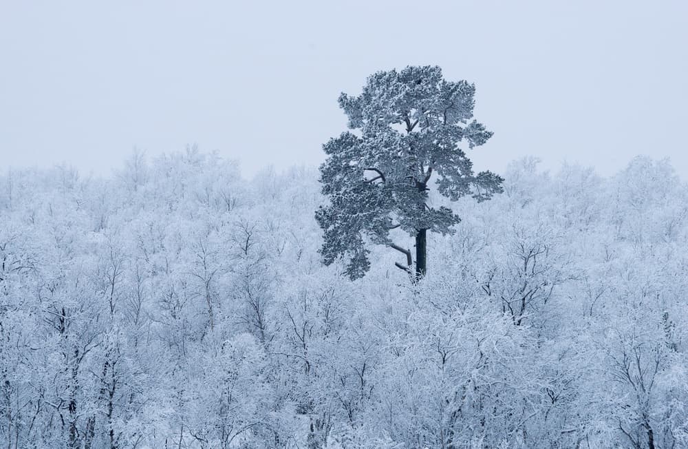 Winter Pine Forest by Alexey Kharitonov — canvas wall art
