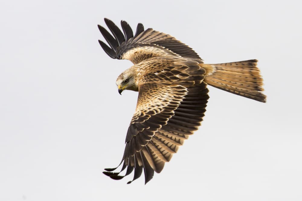 Red Kite In Flight by AiToR Badiola — canvas wall art