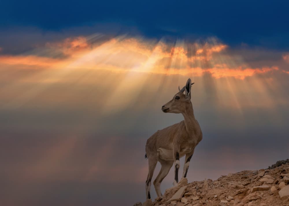Majestic Ibex Sunrise by אייל בר אור • Eyal Bar Or — canvas wall art