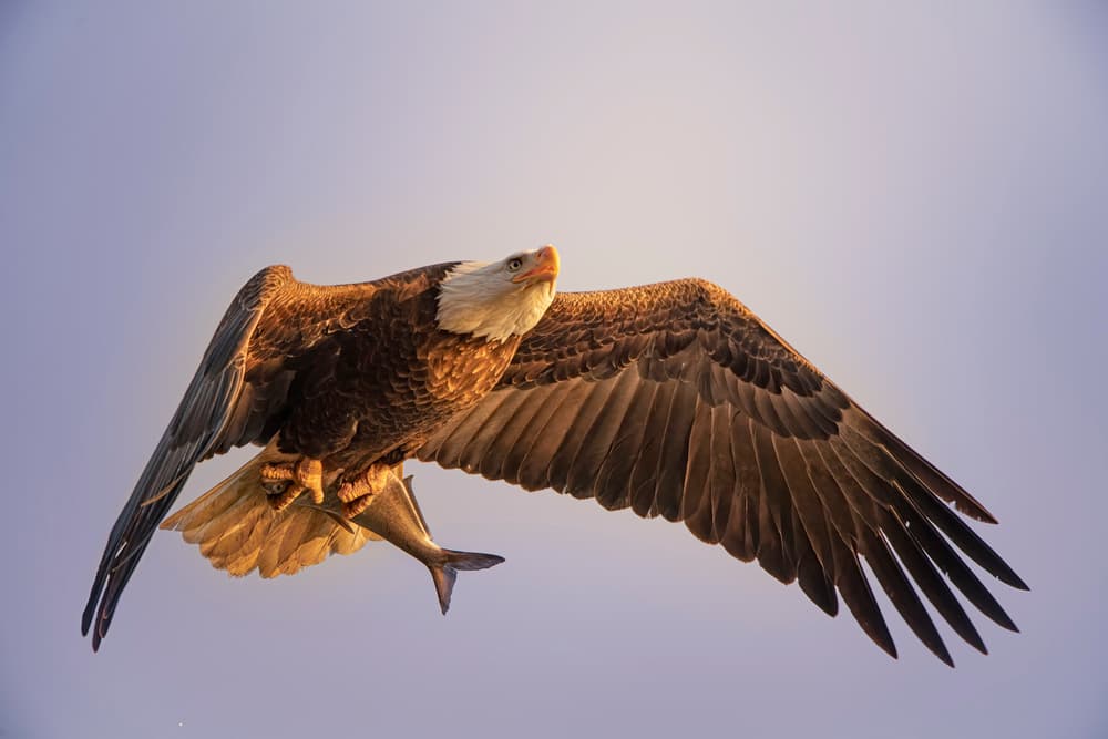 Majestic Eagle Fish Catch by Tao Huang — canvas wall art
