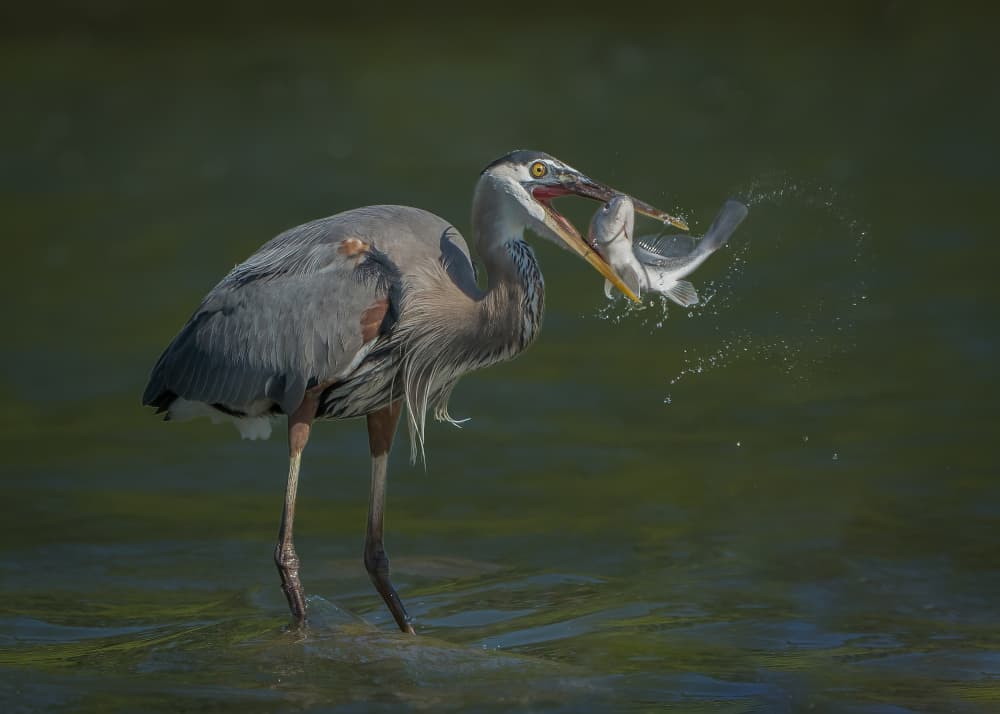 Heron Catches Fish by Alex Li — canvas wall art