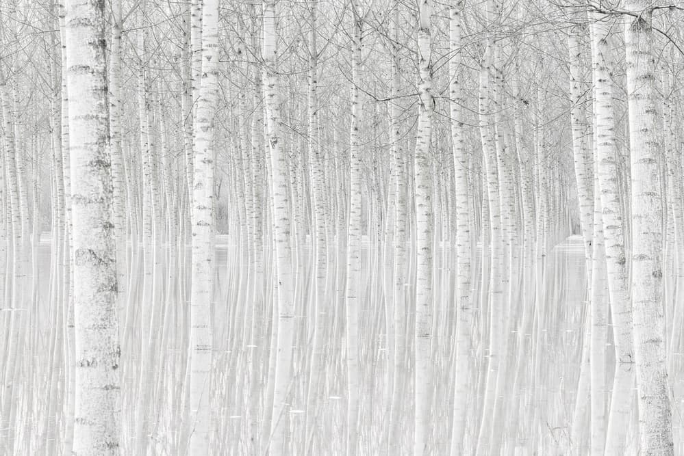 White Birch Reflections by Aglioni Simone — canvas wall art