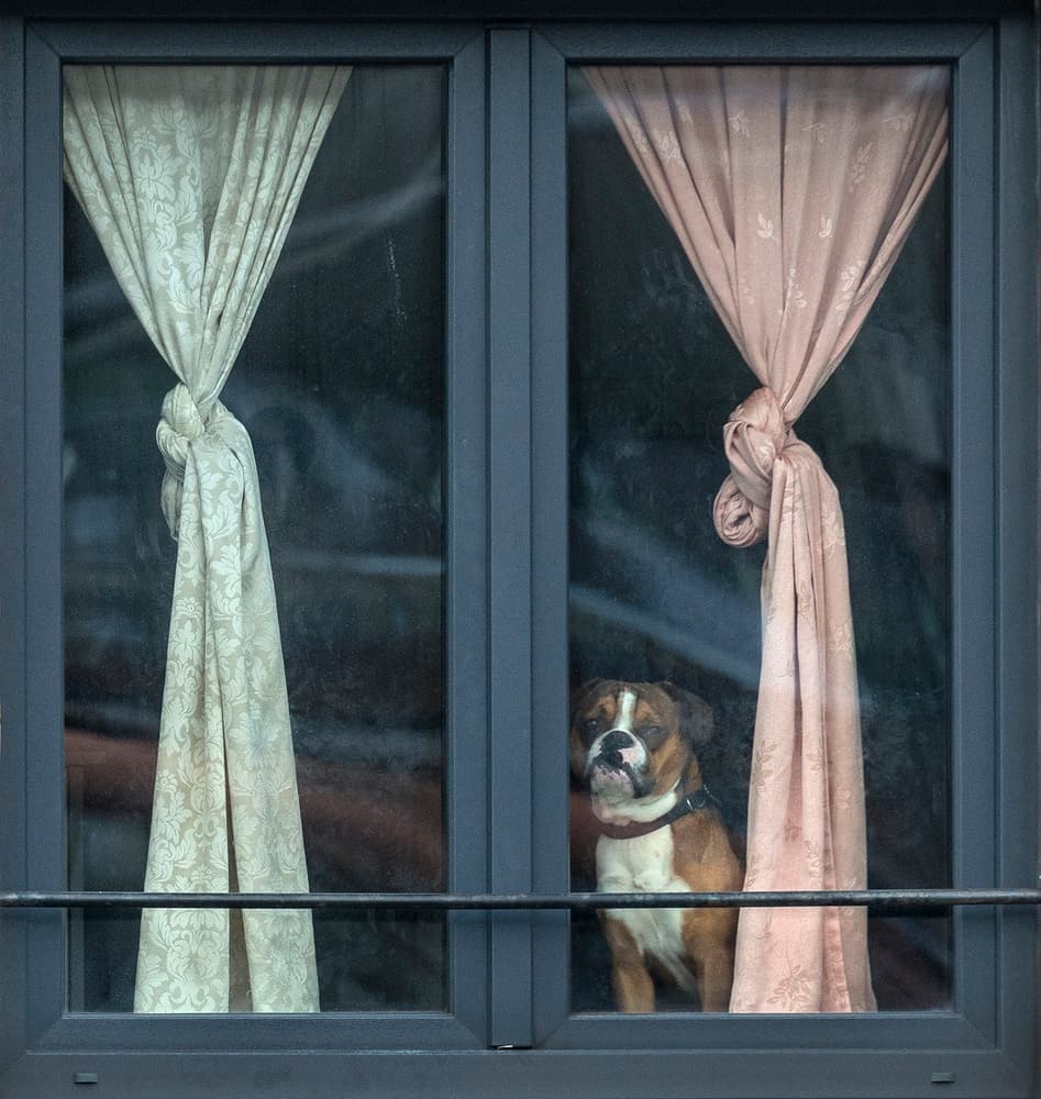 Curious Window Dog by Jef Van den Houte — canvas wall art