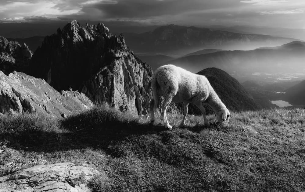 Alpine Sheep Grazing by Ales Krivec — canvas wall art