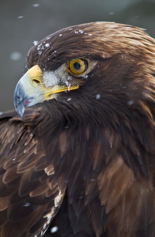 Golden Eagle Winter by Fabiola Forns — canvas wall art