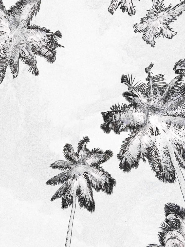 Tropical Palm Sketch by Santhosh ch — canvas wall art