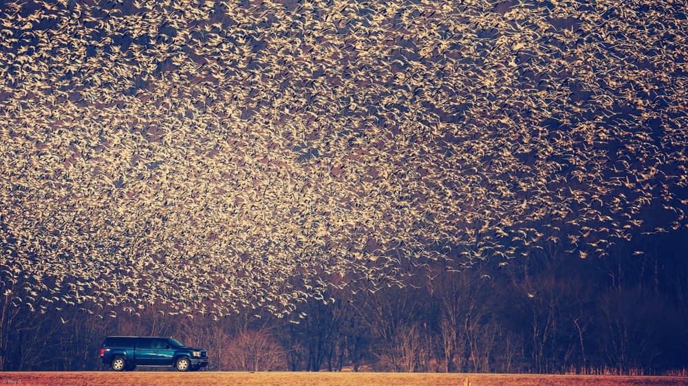 Migratory Patterns by May G — canvas wall art