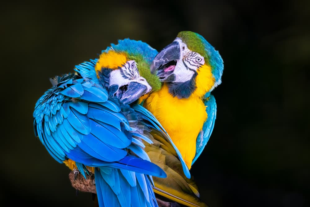 Affectionate Macaw Pair by Jeffrey C. Sink — canvas wall art