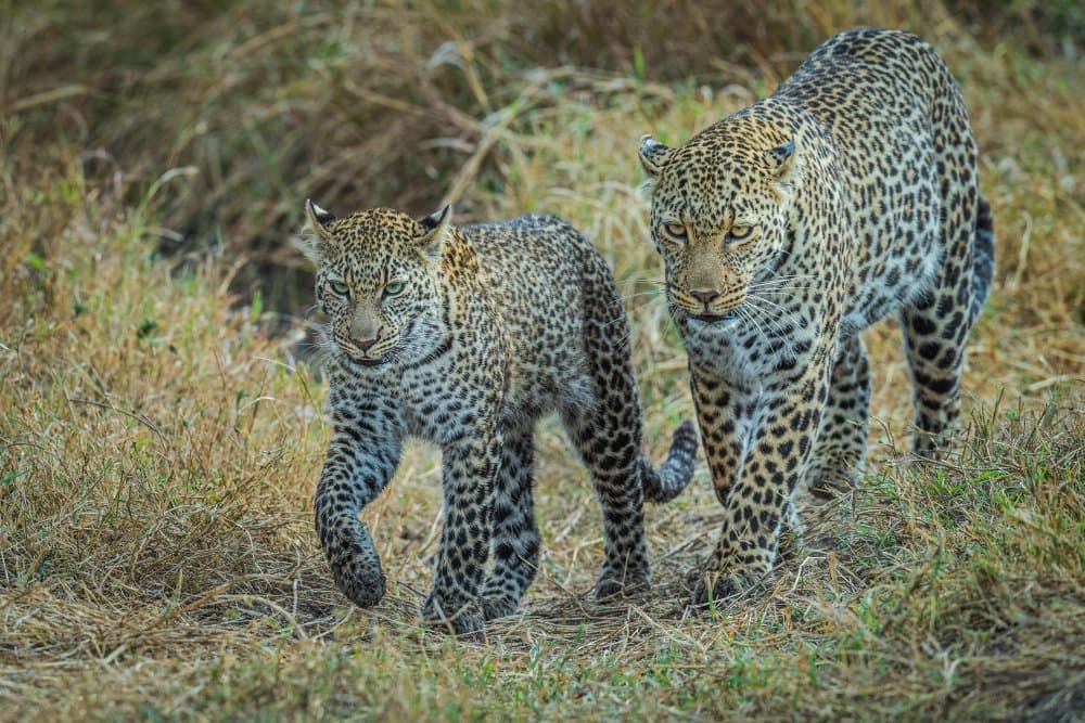 Leopard Mother and Cub by Jeffrey C. Sink — canvas wall art