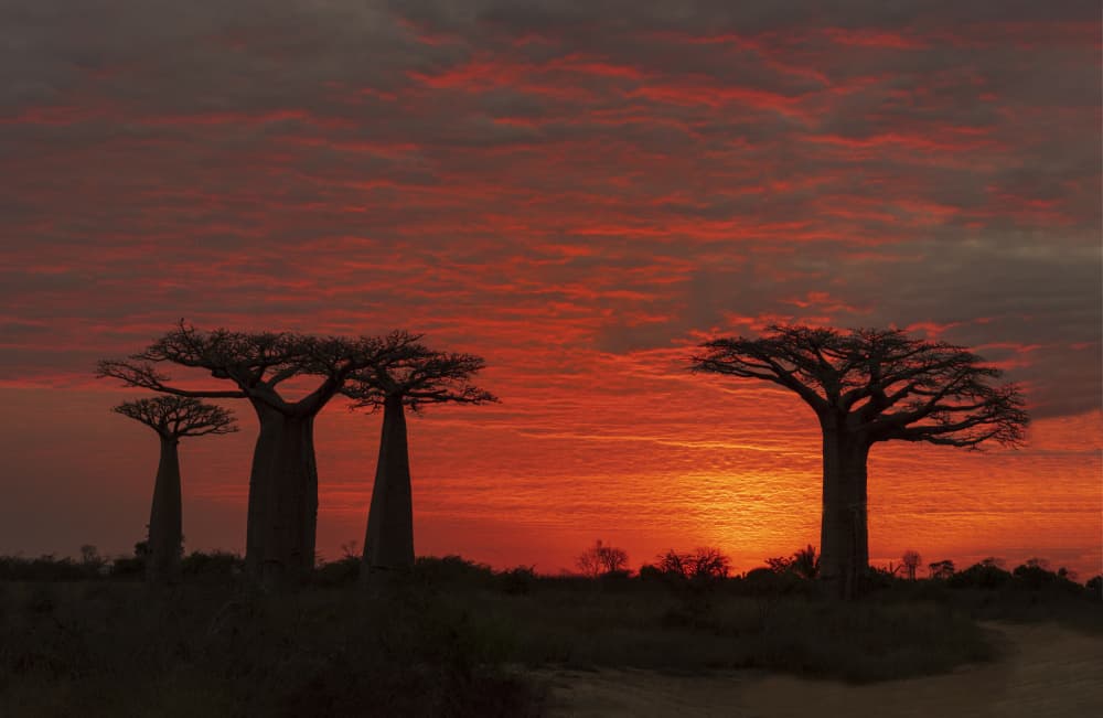 Madagascar Baobab Sunset by Mei Shi — canvas wall art