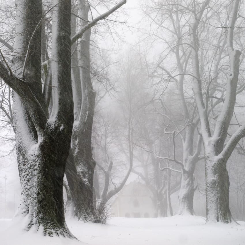 Misty Snowy Trees by Franz Bogner — canvas wall art