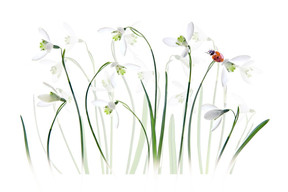 Spring Snowdrops Ladybug by Jacky Parker — canvas wall art