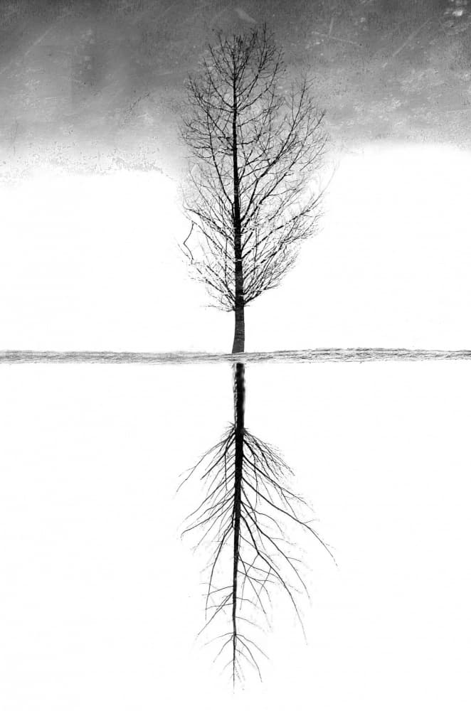 Winter Tree Reflection by Alessandro Traverso — canvas wall art