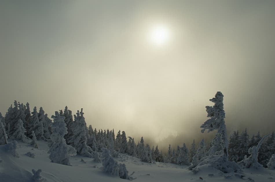 Golden Light Winter Trees by Laurentiu Pavel — canvas wall art