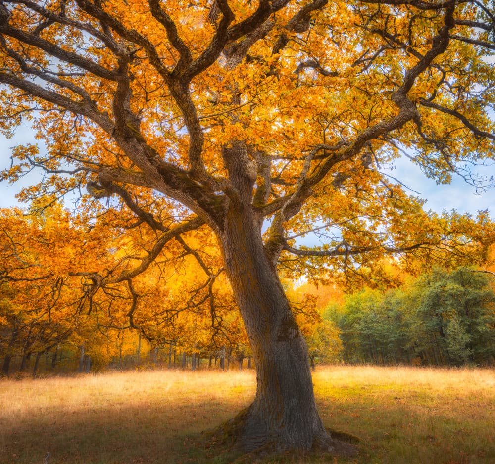 Golden Autumn Oak by Christian Lindsten — canvas wall art