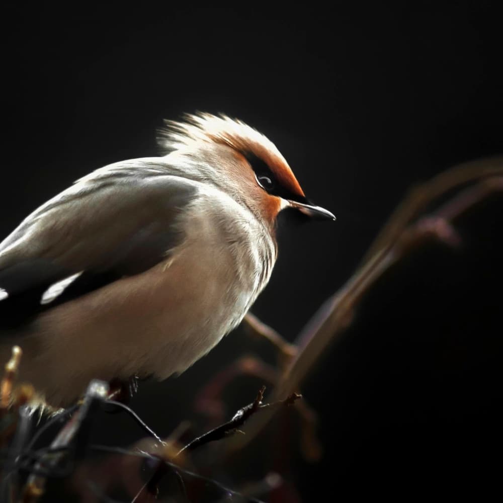 Crested Waxwing Portrait by Benny Pettersson — canvas wall art