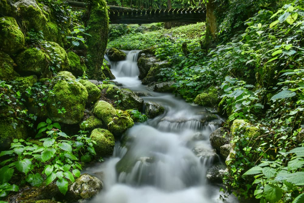 Lush Forest Stream Bridge by Primož Kožuh — canvas wall art