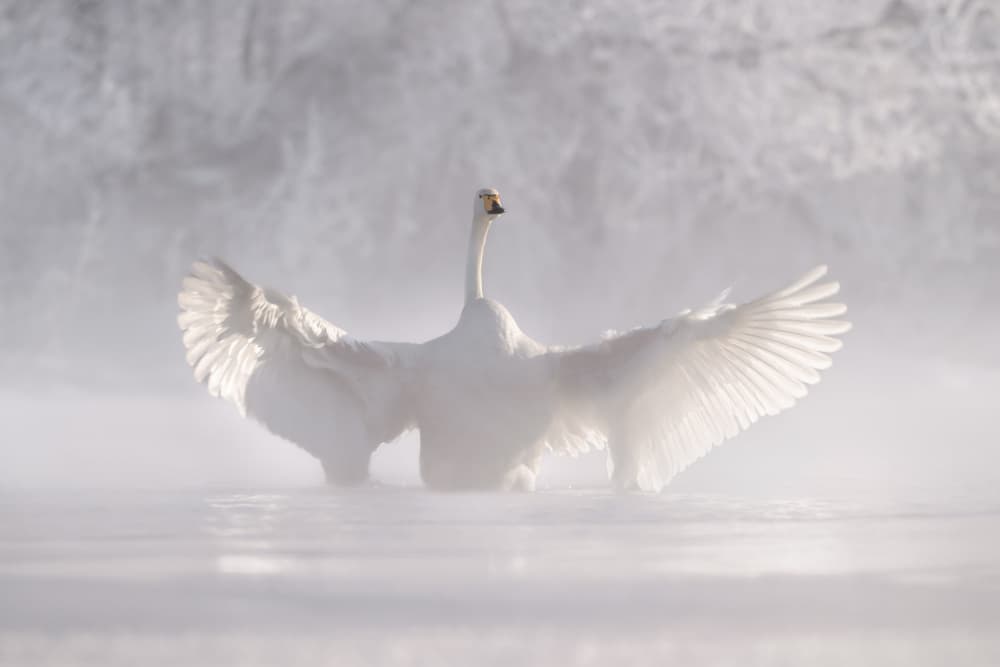Misty Swan Spreading Wings