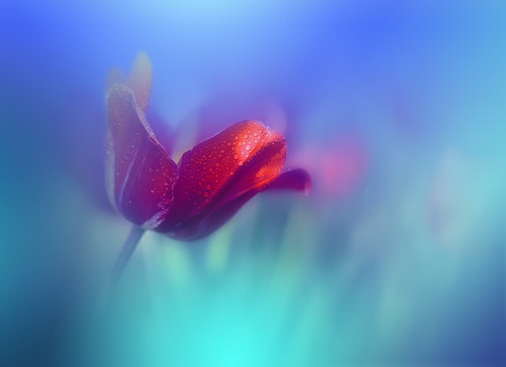Dewdrop Red Tulip by Juliana Nan — canvas wall art