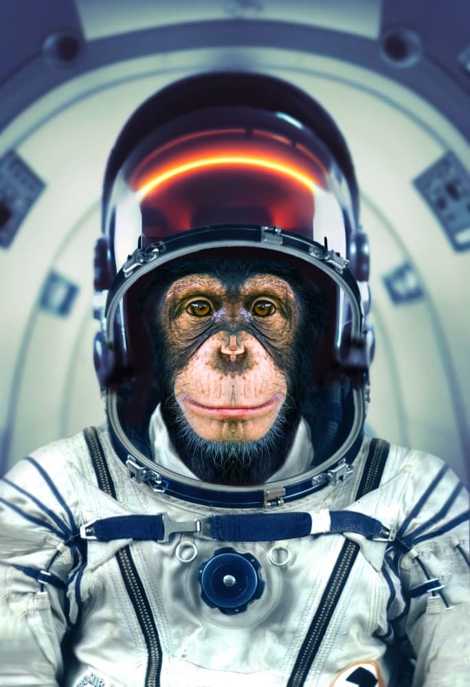 Chimpanzee Space Pilot by Marcel Egger — canvas wall art