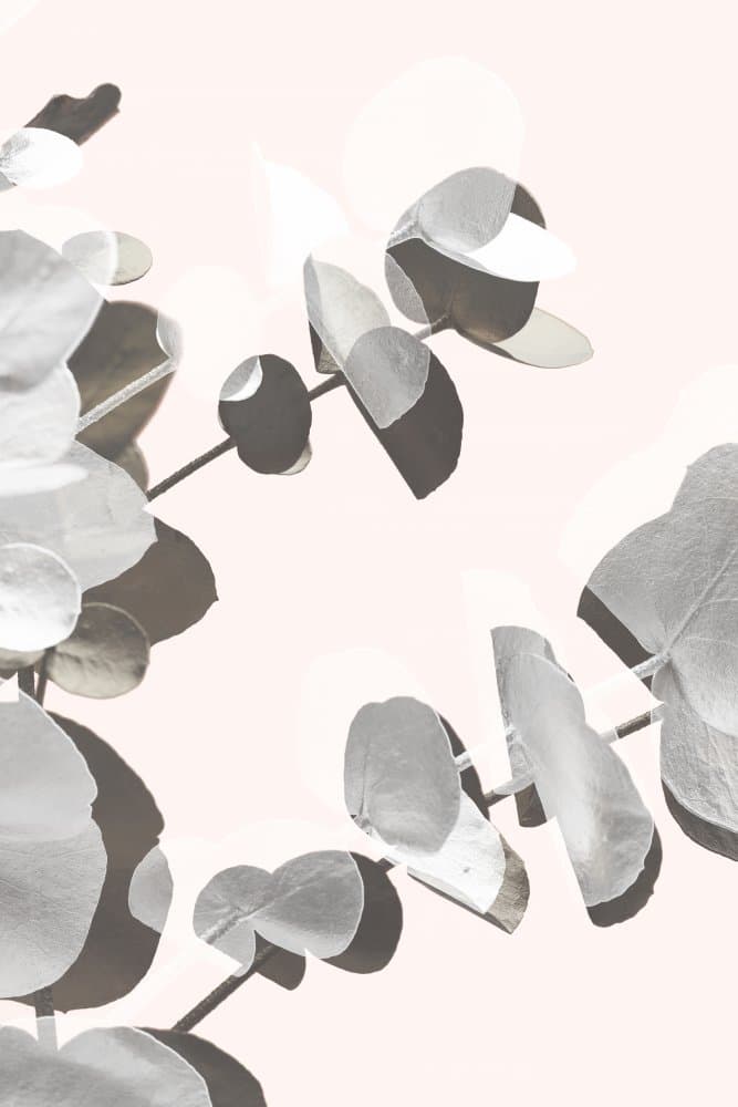 Soft Eucalyptus Leaves by Pictufy Studio III — canvas wall art