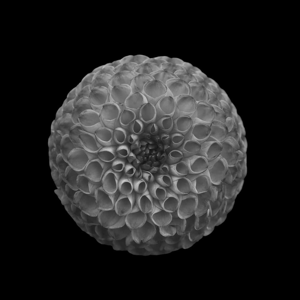 Monochrome Dahlia Bloom by Lotte Grønkjær — canvas wall art