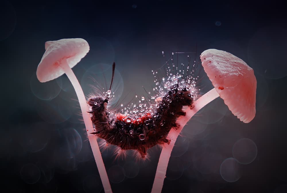 Caterpillar On Wet Mushrooms by Abdul Gapur Dayak — canvas wall art