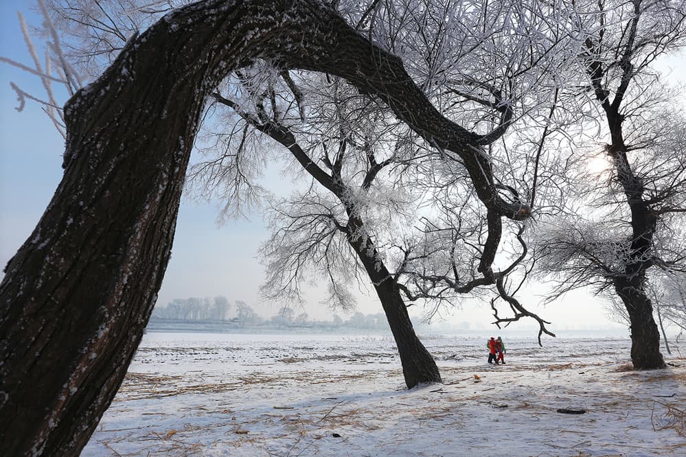 Frosted Winter Landscape by Libby Zhang — canvas wall art