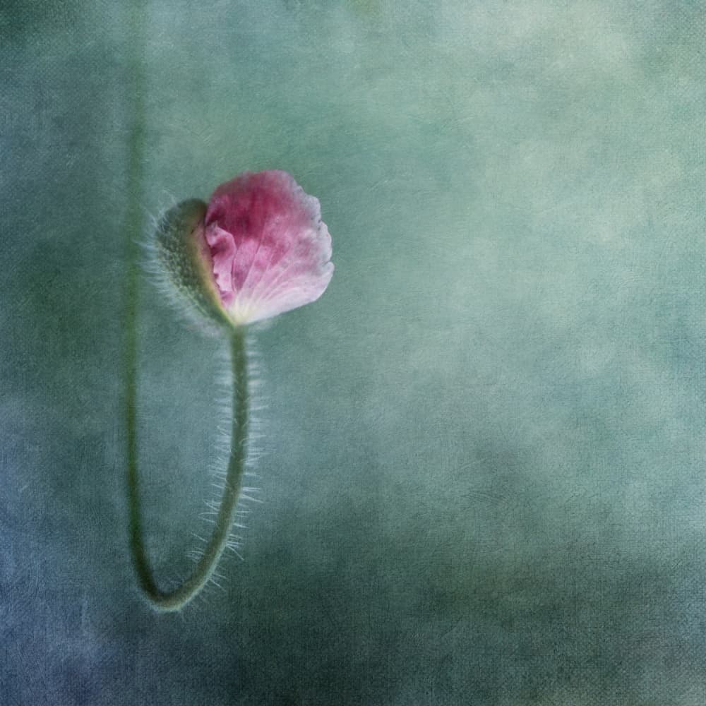 Soft Pink Poppy Bud by Priska Wettstein — canvas wall art