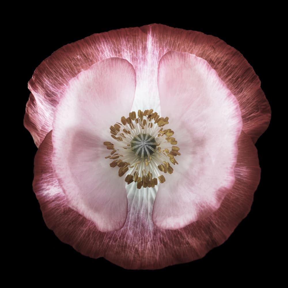 Ethereal Pink Poppy by Lotte Grønkjær — canvas wall art