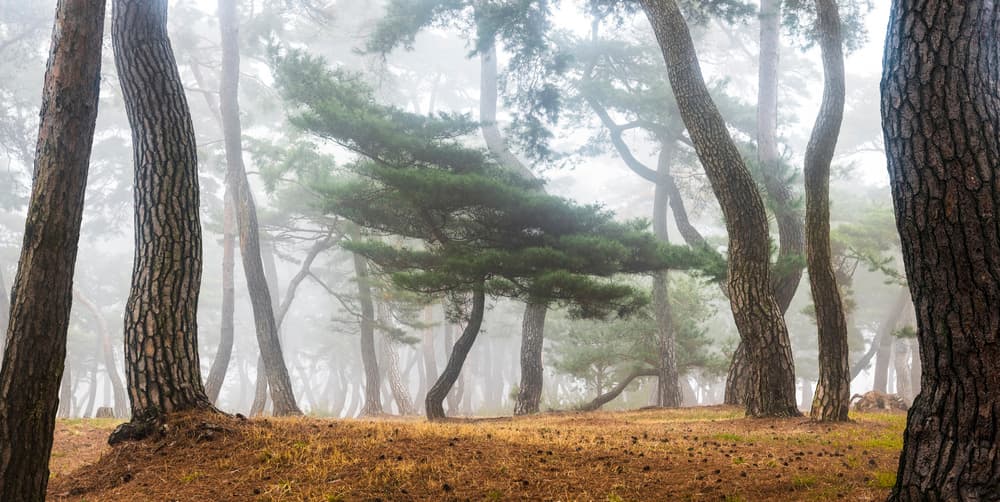 Misty Pine Forest by Jaeyoun Ryu — canvas wall art