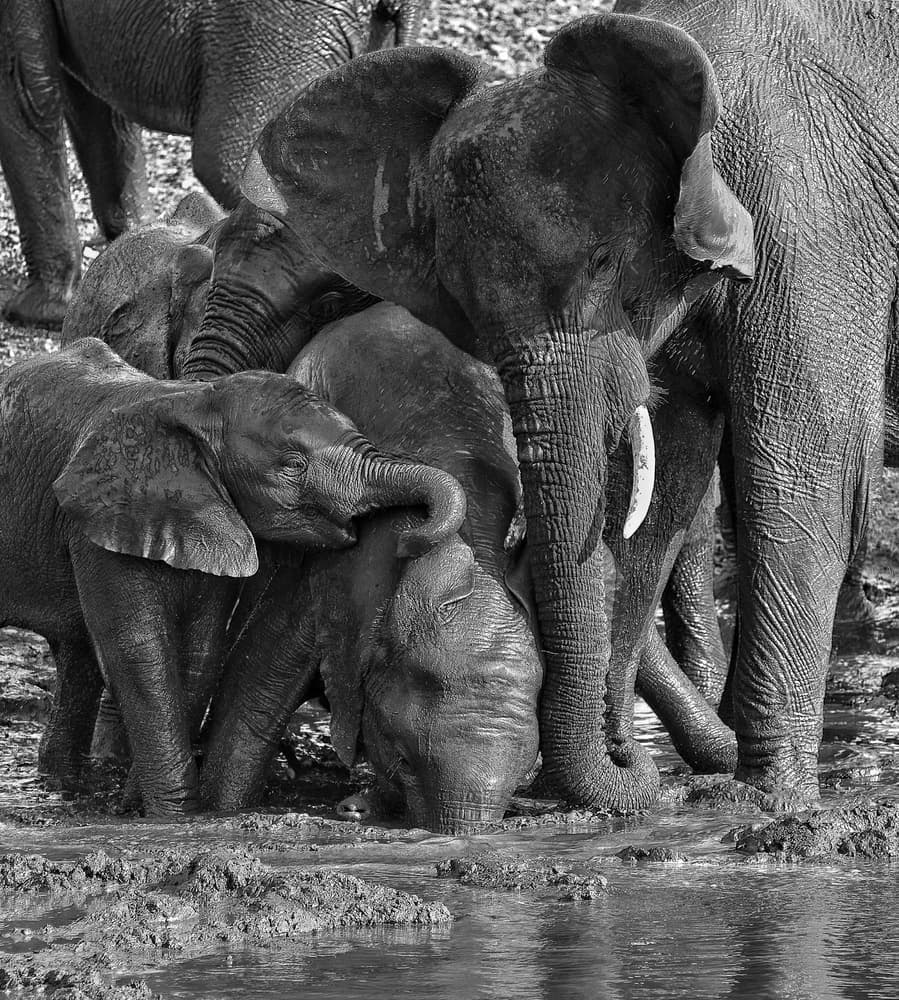 Baby Elephants Mud Bath by Marc Pelissier — canvas wall art