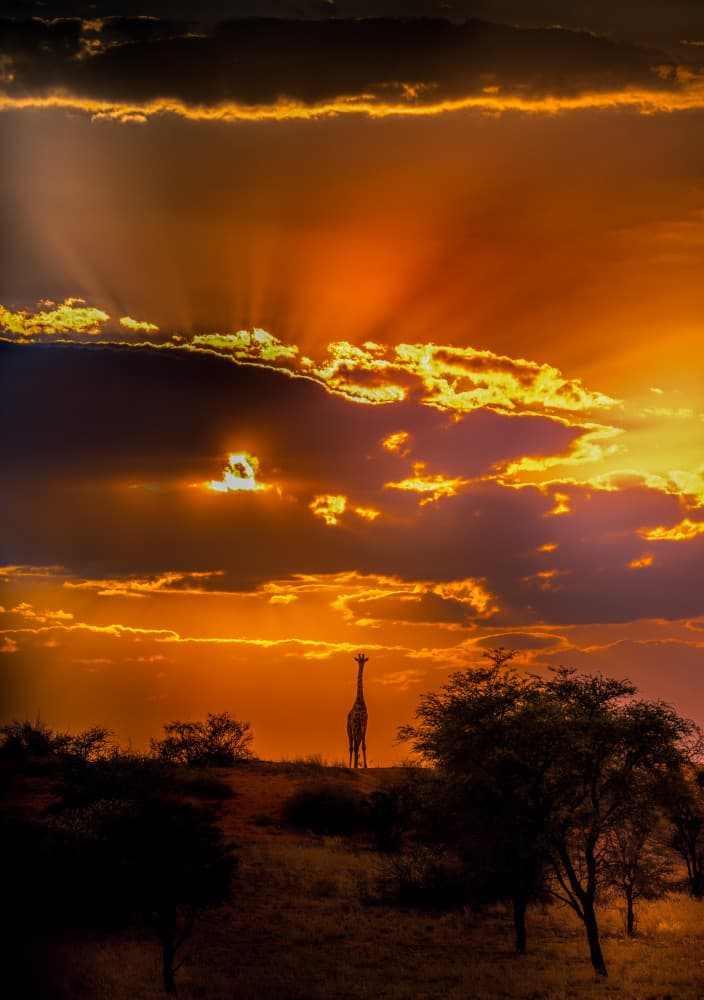 Giraffe Sunset Silhouette by C. Ray Roth — canvas wall art
